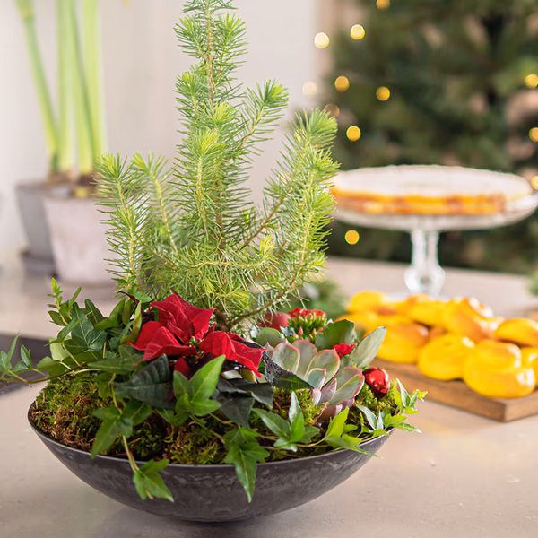 Christmas planting