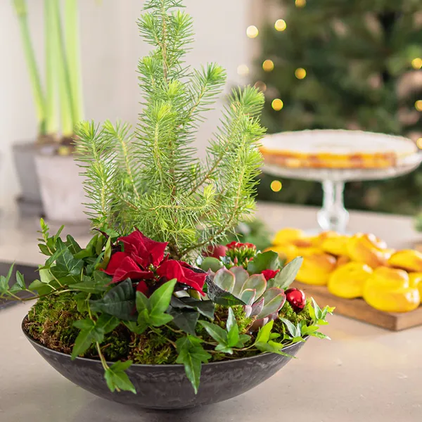 Juleplanter