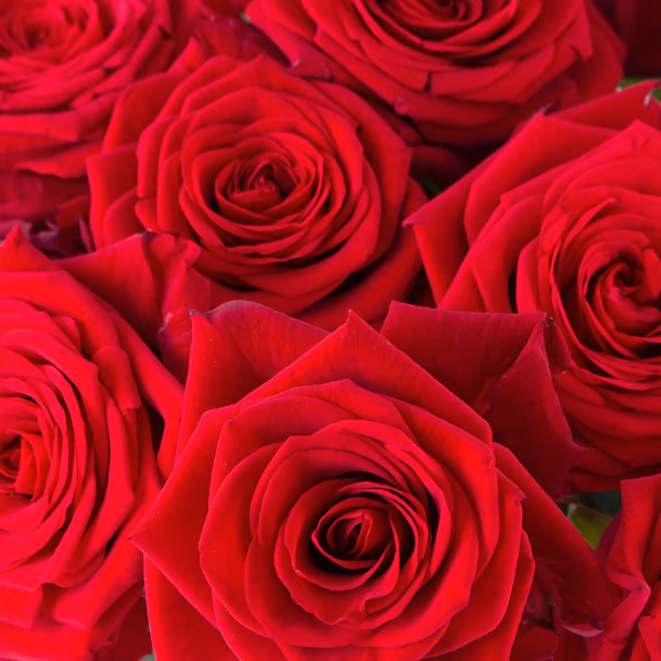 Rosen Blumenstrauß