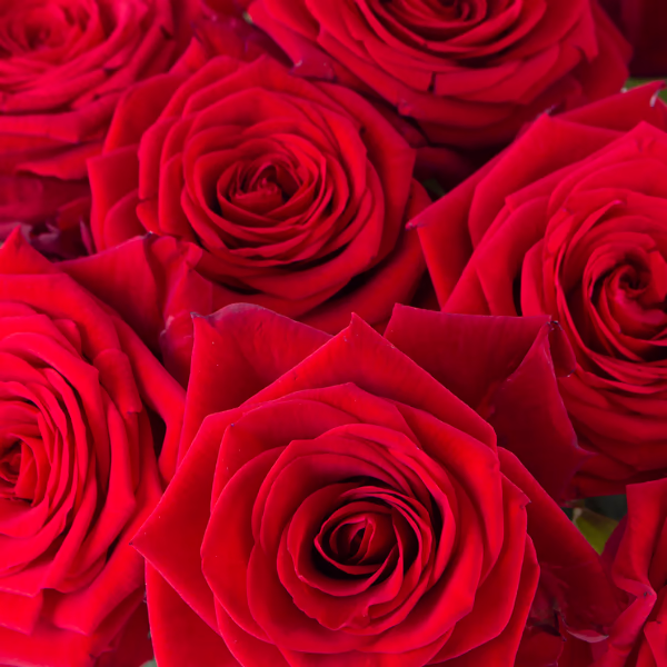 Roses Bouquet
