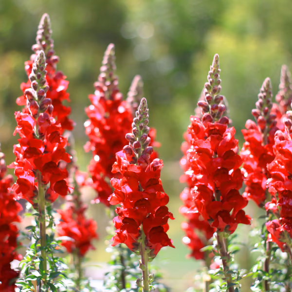 Löwenmäulchen Blumenstrauß