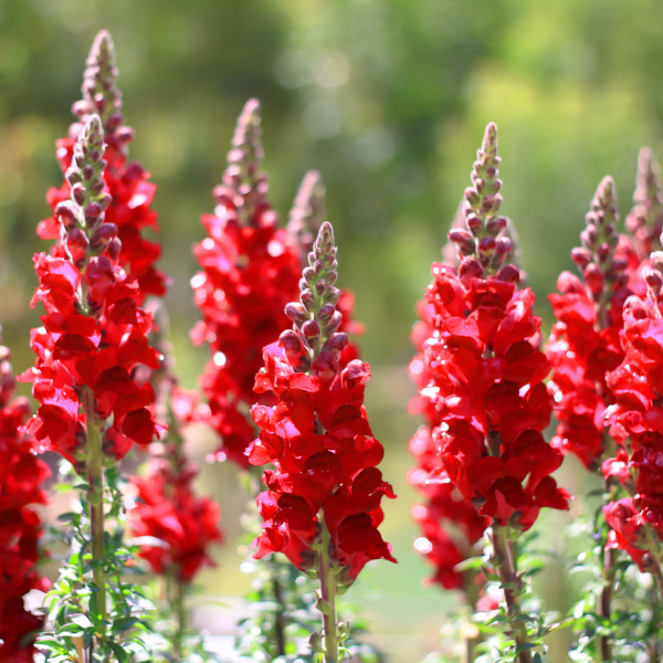Snapdragons Bouquet