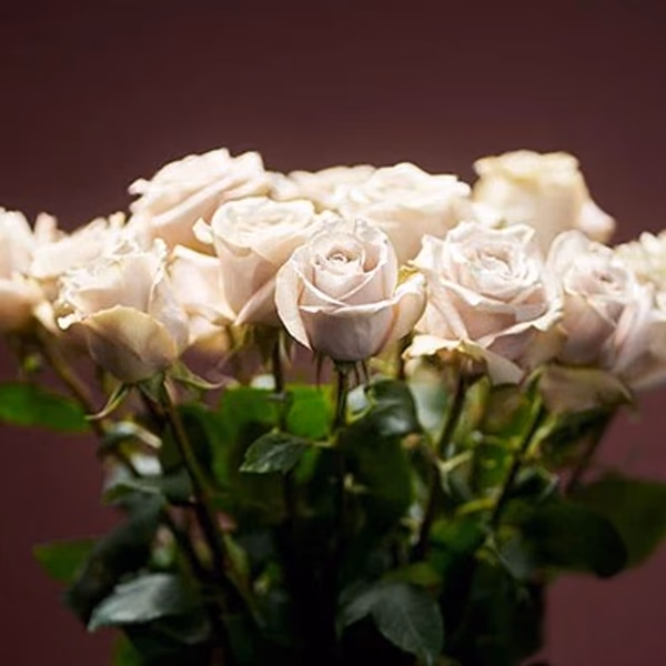 white roses