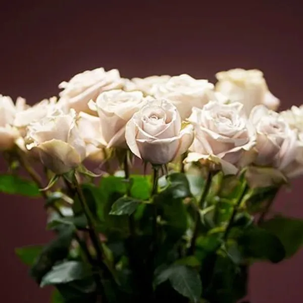 Hvite roser