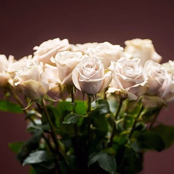 A bouquet of roses