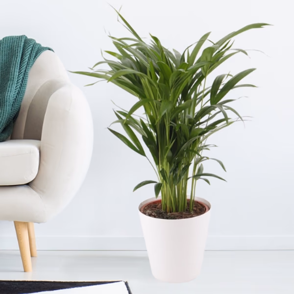 Air purifying plants