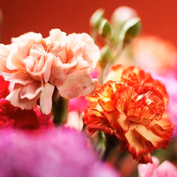 pink and orange flowers