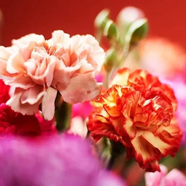 Rosa og oransje blomster 