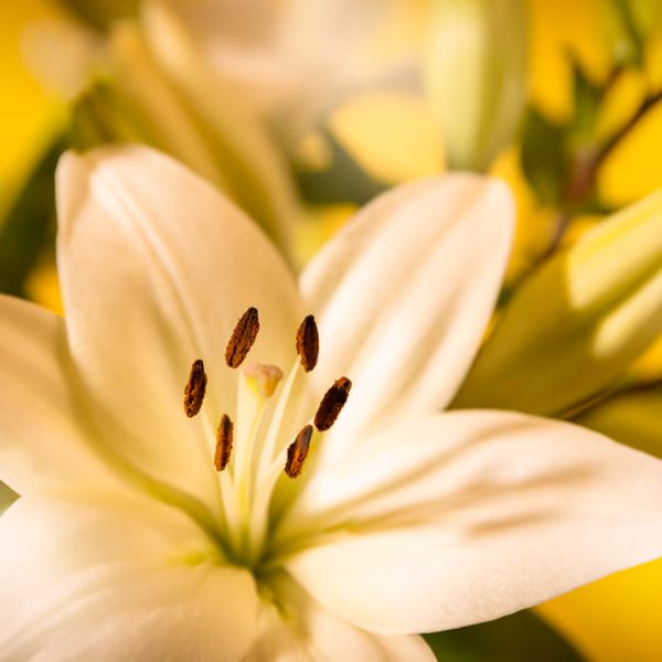 Sympathy bouquets