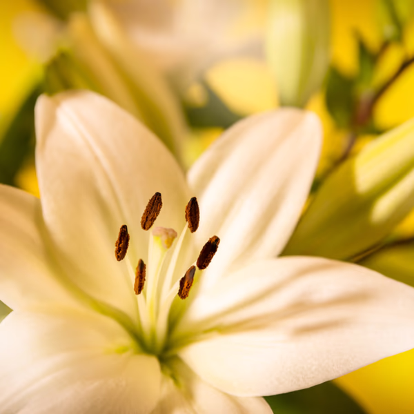 Sympathy bouquets
