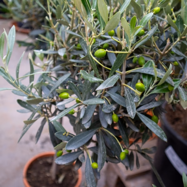 Outdoor-Plants