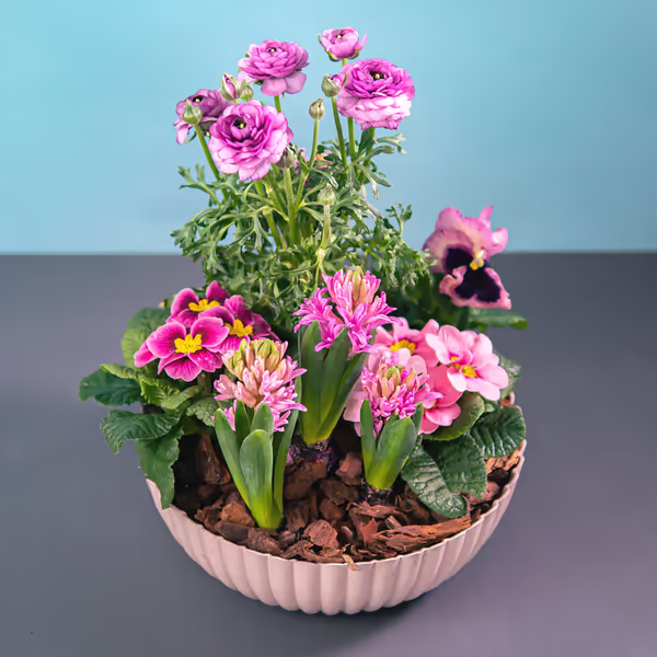 rosa vårplanting