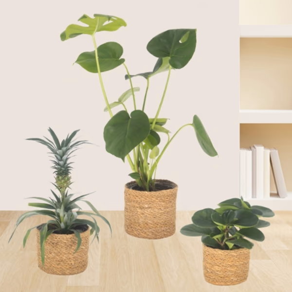 plant sets