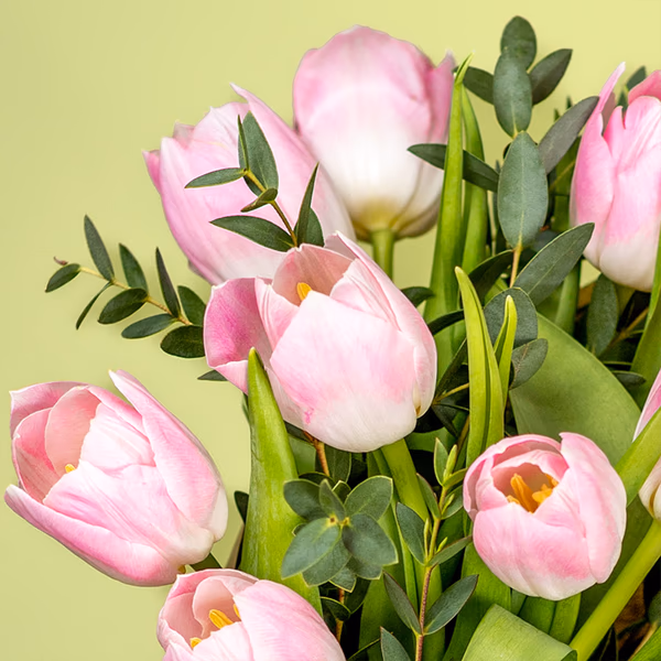 pink tulips