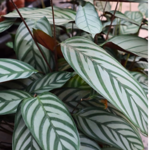 big plants