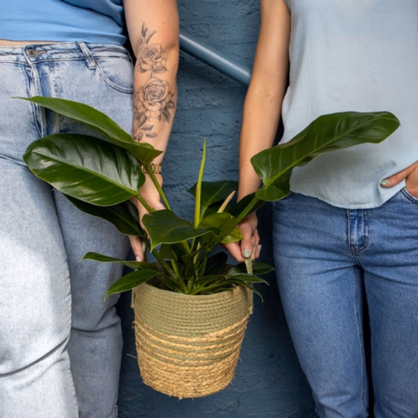 exotic plants
