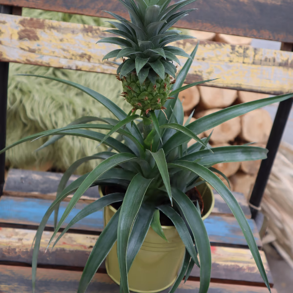 Office Plants