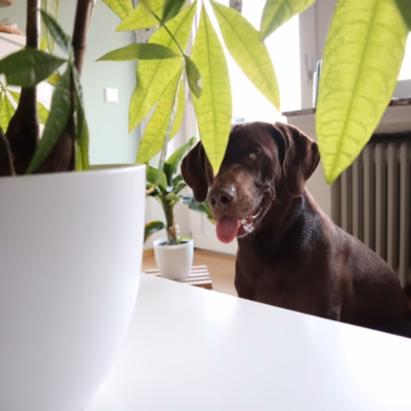 Pet-friendly Plants