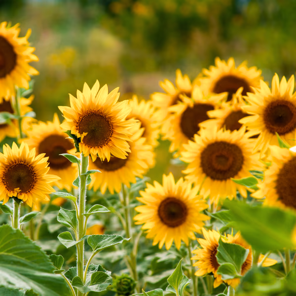 Sommer