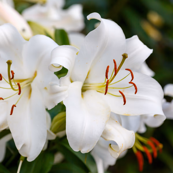 Lilien Blumenstrauß