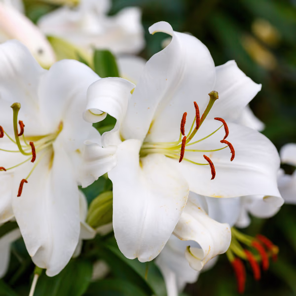 Lilies Bouquet