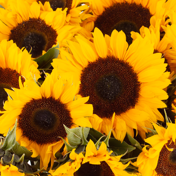 Sonnenblumen