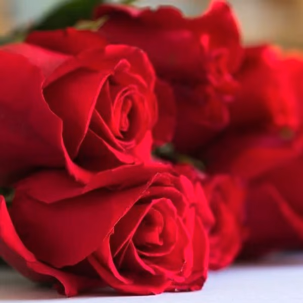red roses