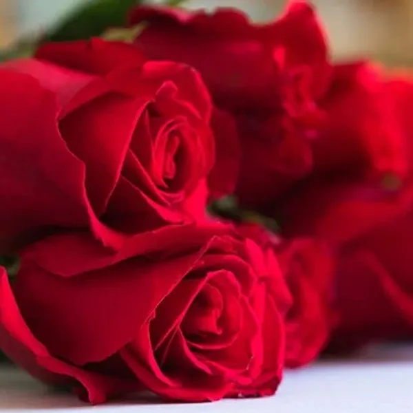 røde roser