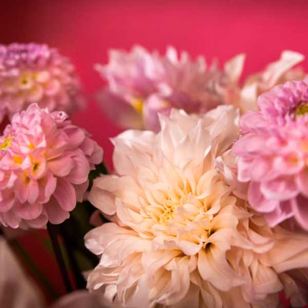 rosa deko chryss