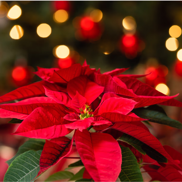 Blumen als Geschenk zu Weihnachten