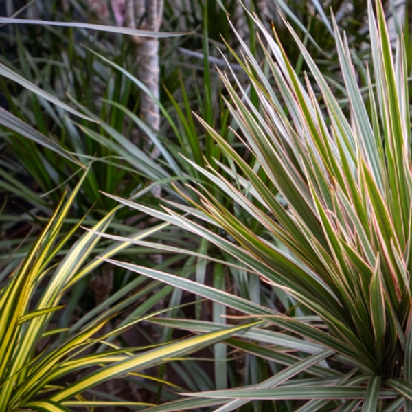 indoor Palms