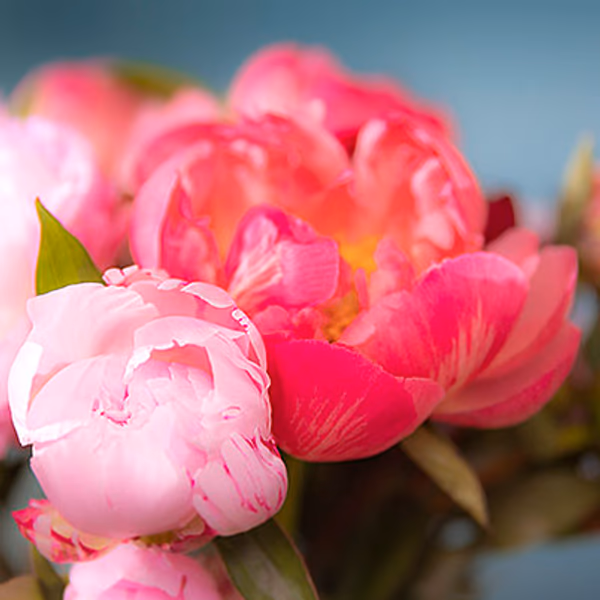 Pink flowers