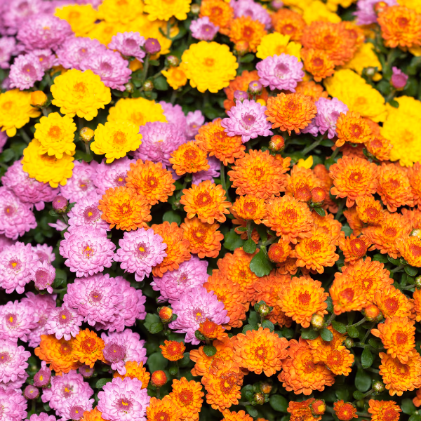 Chrysanthemen Blumenstrauß