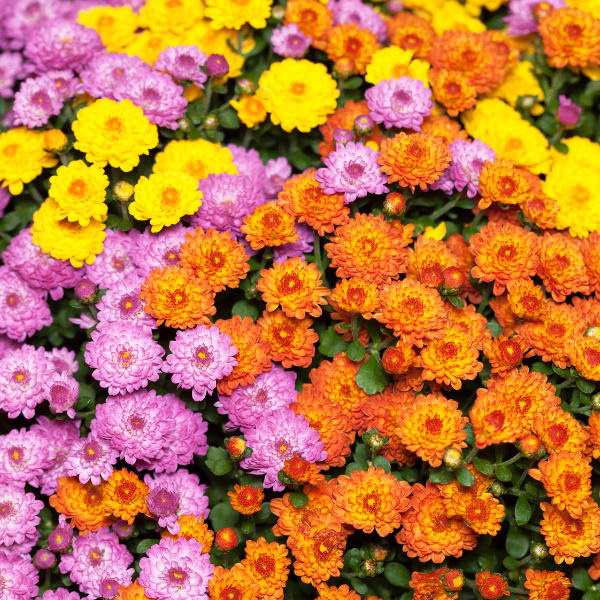 Chrysanthemums Bouquet