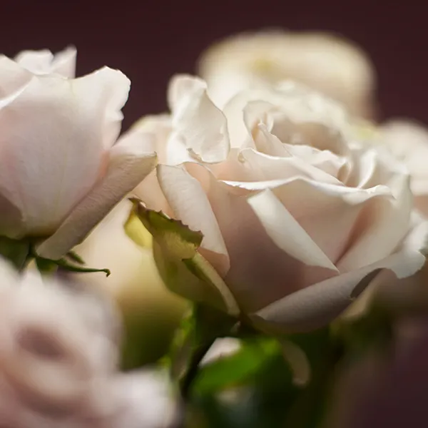 white roses on dark background