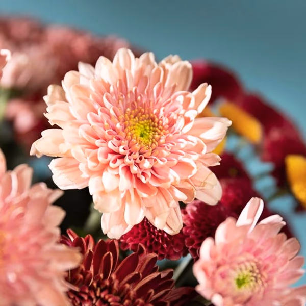 pink flowers