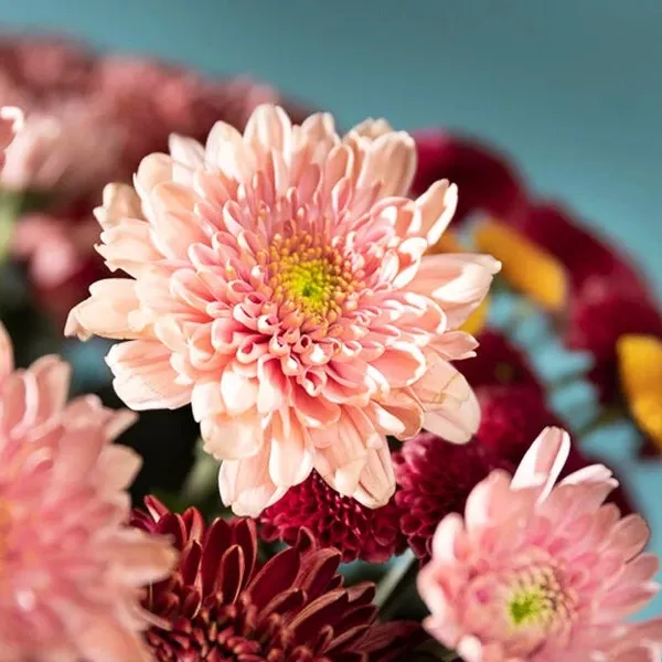 pink flowers