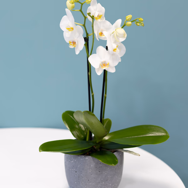Orchids