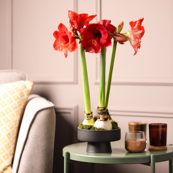 Amaryllis: Herkunft, Bedeutung & Tipps für lange Frische