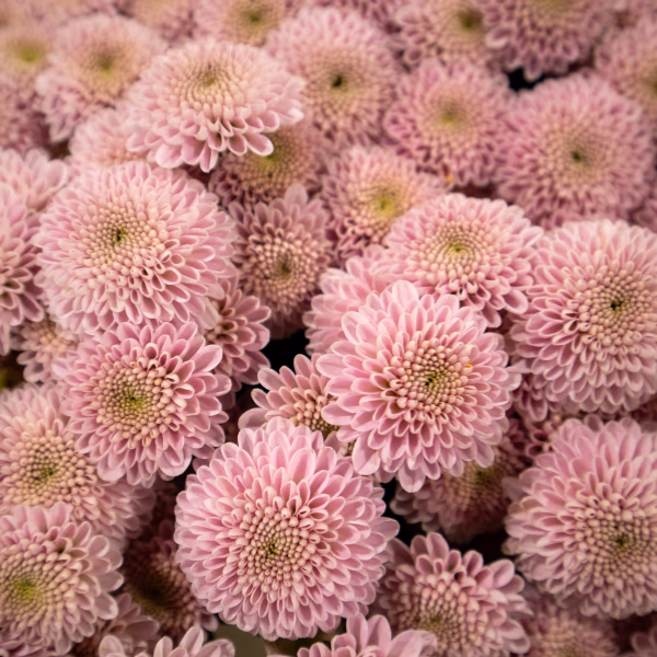 Dahlien