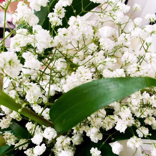 Gypsophila Bouquet