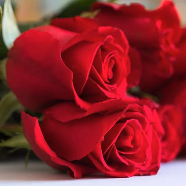 red roses