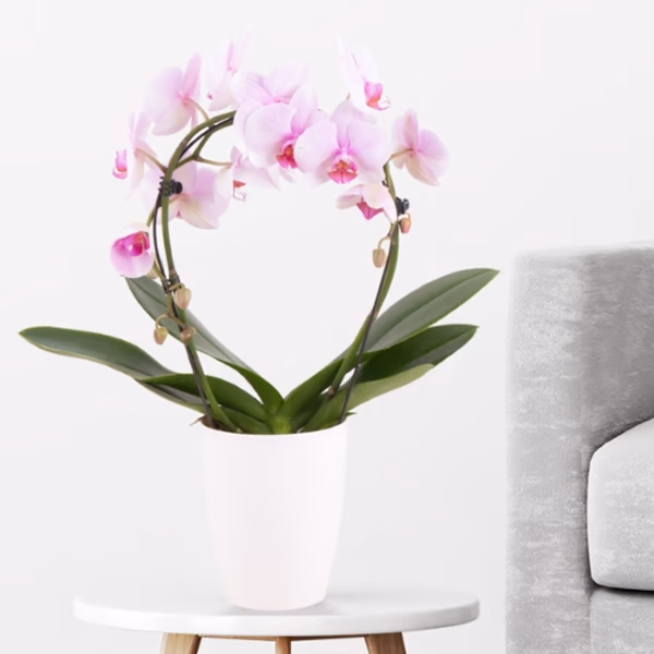 buy orchid online