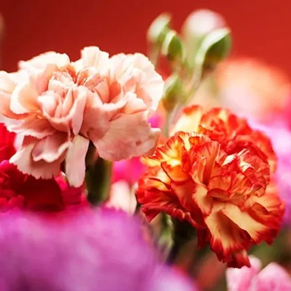 pink og orange blomster