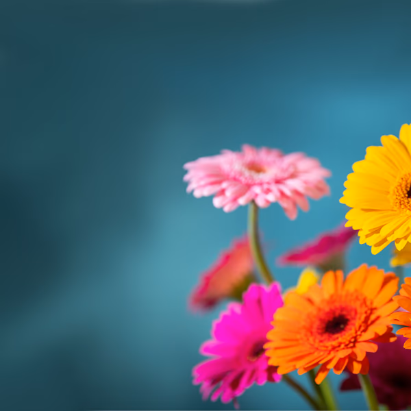 gerbera