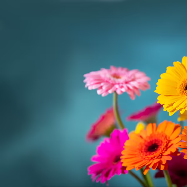 gerbera