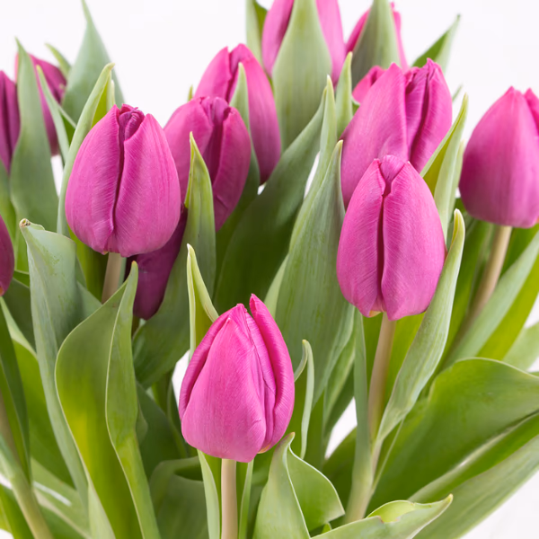 Lila Blumensträuße