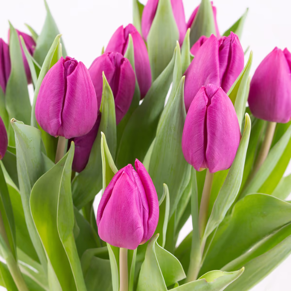 Purple Flower Bouquets