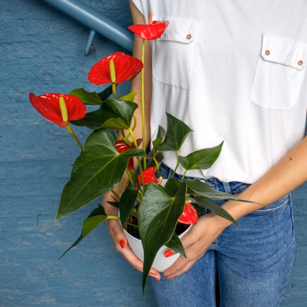 flowering Plants