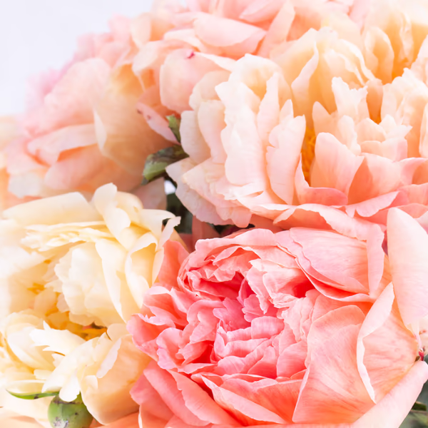 Peonies Bouquet